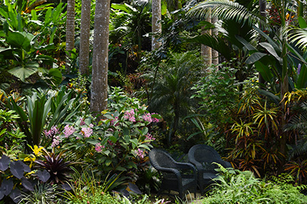 Explore a Tropical Garden